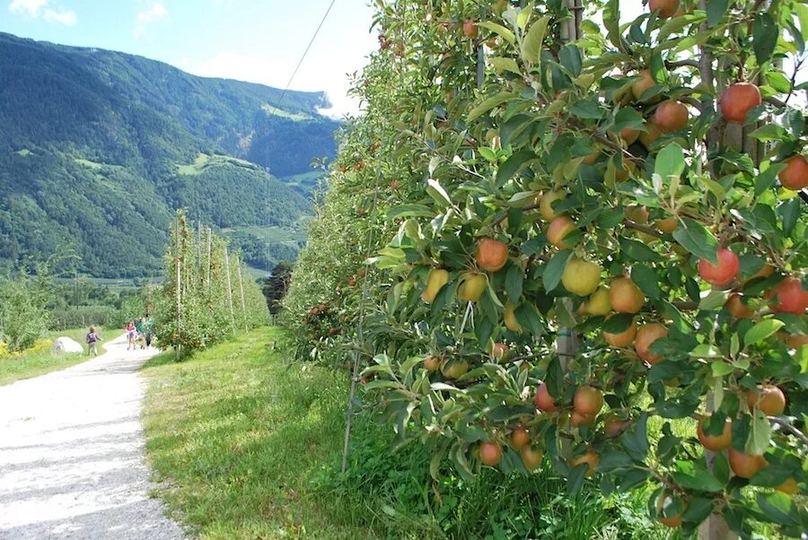 Яблоневые сады совхоза острогожский. Южные фрукты краснодарского края. Яблоневые сады в южном тироле. Яблоневые сады краснодарского края. Совхоз красное краснодарский край.