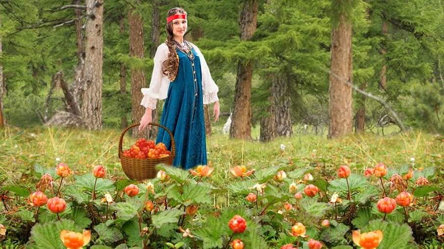 княженика эльпа. земляника лесная уральская. морошка черника брусника. ягоды в лесу песня. летние дары природы.