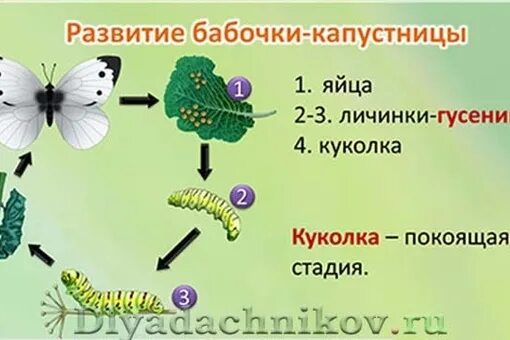 Капустная белянка неполное превращение. Развитие бабочки капустницы схема. Размножение бабочки капустницы. Бабочка капустница этапы развития. Цикл развития бабочки капустницы.