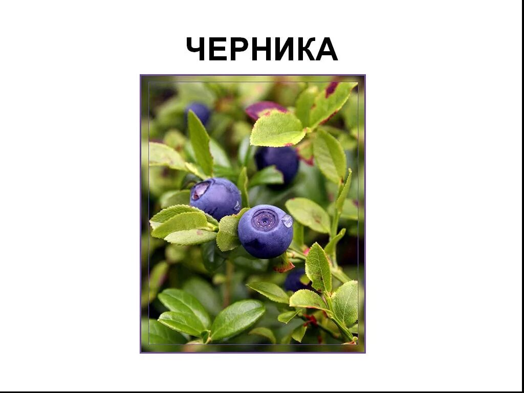 Читать рассказы черника. Черника. черника куст. черника надпись. куст черники на белом фоне.