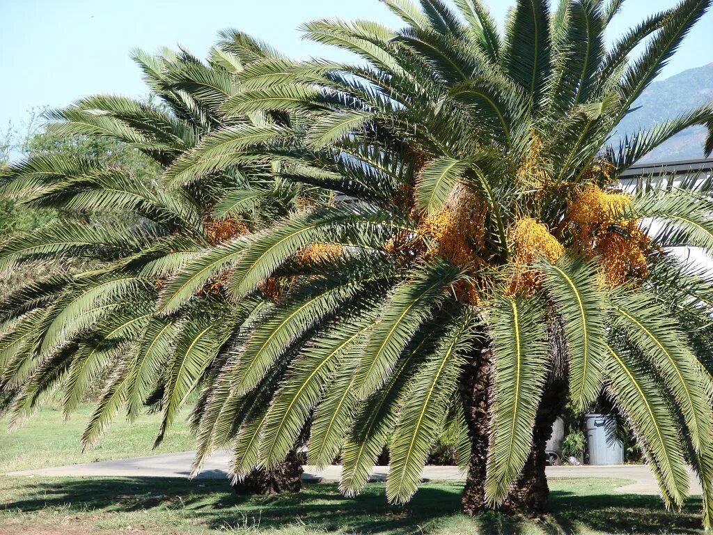 В какой природной зоне растет пальма. Финиковая Пальма растение. Финиковые пальмы в Египте. Финиковая Пальма (финик пальчатый). Растения Африки финиковая Пальма.