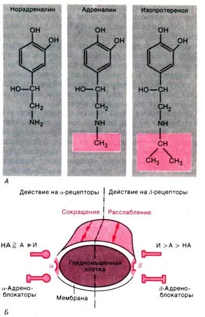 типы рецепторов адреналина. бета 2 адренорецепторы механизм. норадреналин через β2-рецепторы. альфа 1 рецепторы механизм. адреналин какие рецепторы.