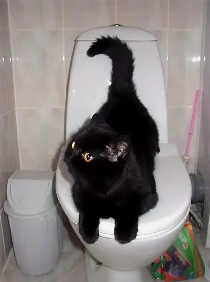 Забываю сходить в туалет. Мужчина в туалете. Мужчина бежит в туалет. Телефон в туалете. Массаж живота чтобы сходить в туалет.