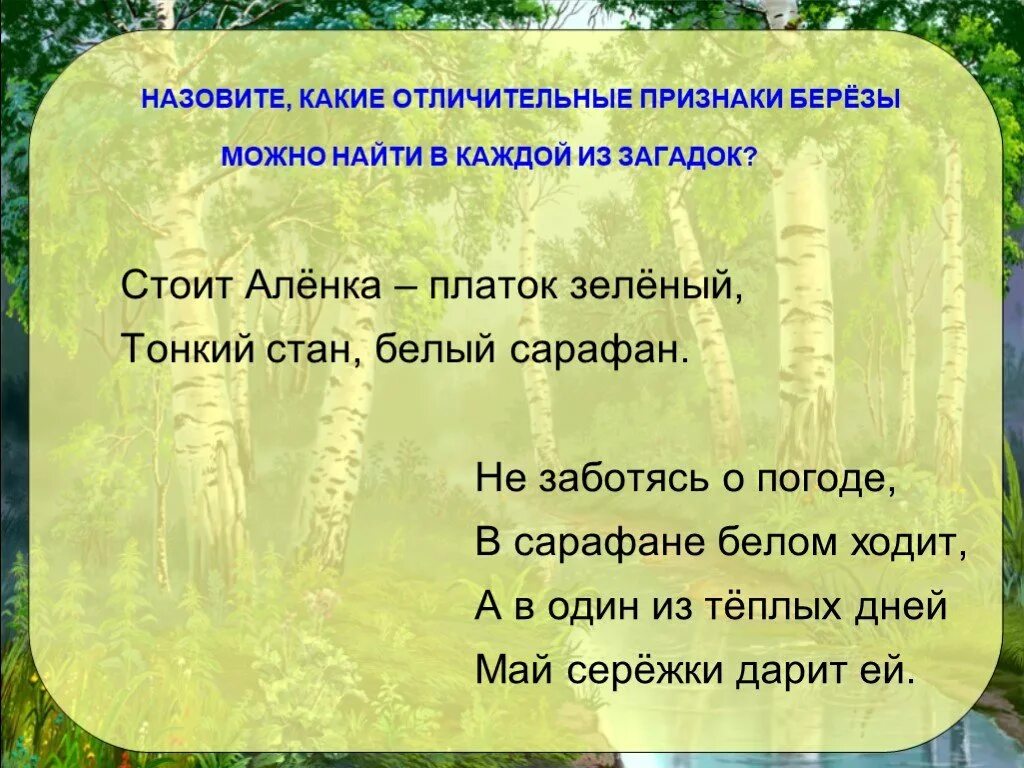 Загадка стоит алена платок. Признаки березы. Морфологические признаки березы. Береза кличка. Стоит Аленка платок зеленый тонкий тонкий стан белый сарафан.