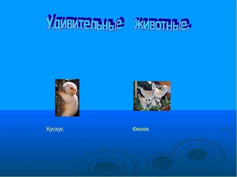Невиданные размеры. Проект на тему невиданные животные. кускус животное. невиданные животные проект 3 класс в ворде 2016.