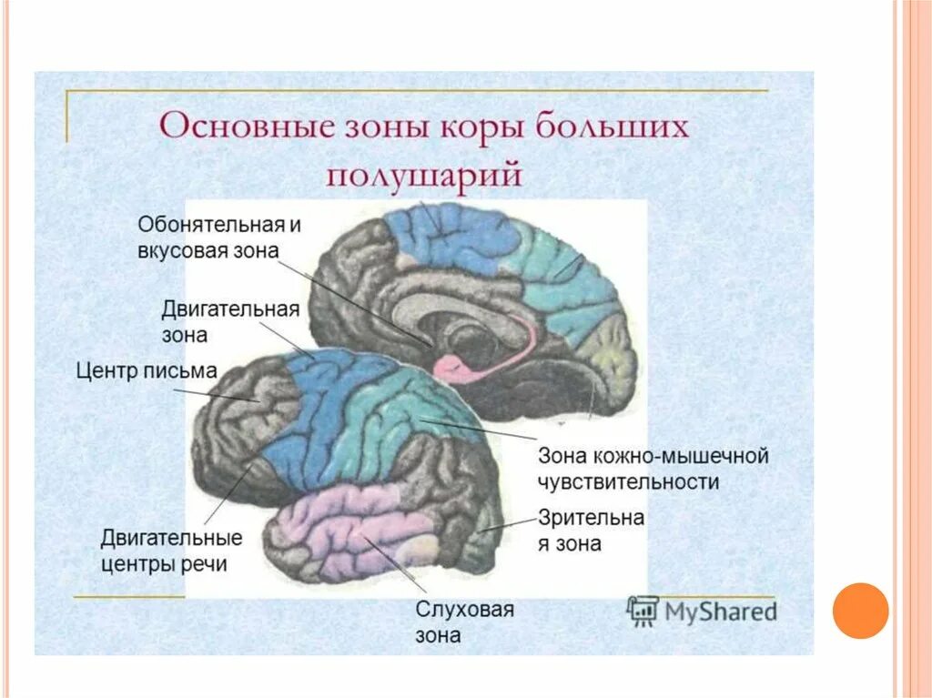 Чувствительные зоны коры больших полушарий. Основные зоны коры больших полушарий. Вкусовая зона коры больших полушарий расположена. Хоны коры больших полушариев.