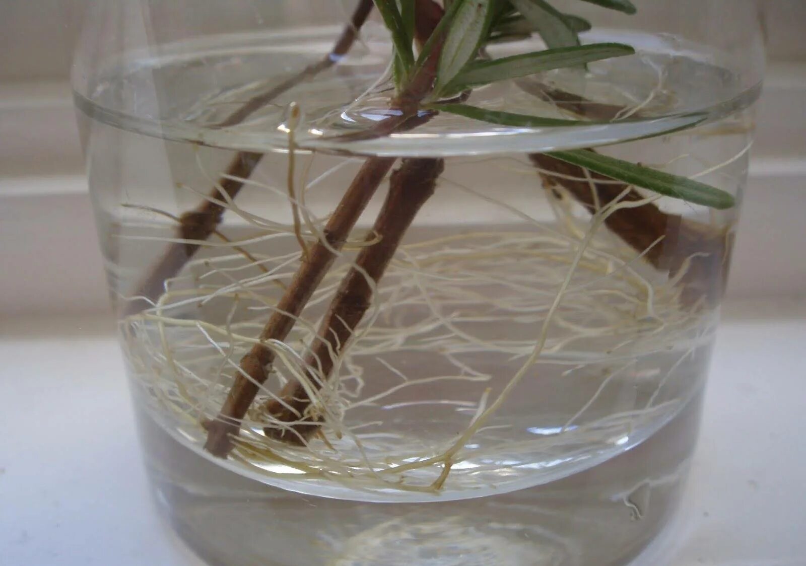 Эксперимент опираясь бечевка преподавать. Опыт влияние света на рост растений. Саженец дерева в руках пг. Общаться с ребенком карм. Как посадить черенок герани.