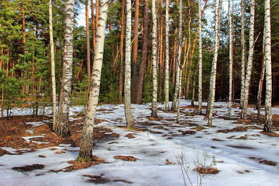 Финский лес весной. Кожуховский лес весной. Утро в весеннем лесу. Тревожный весенний лес.