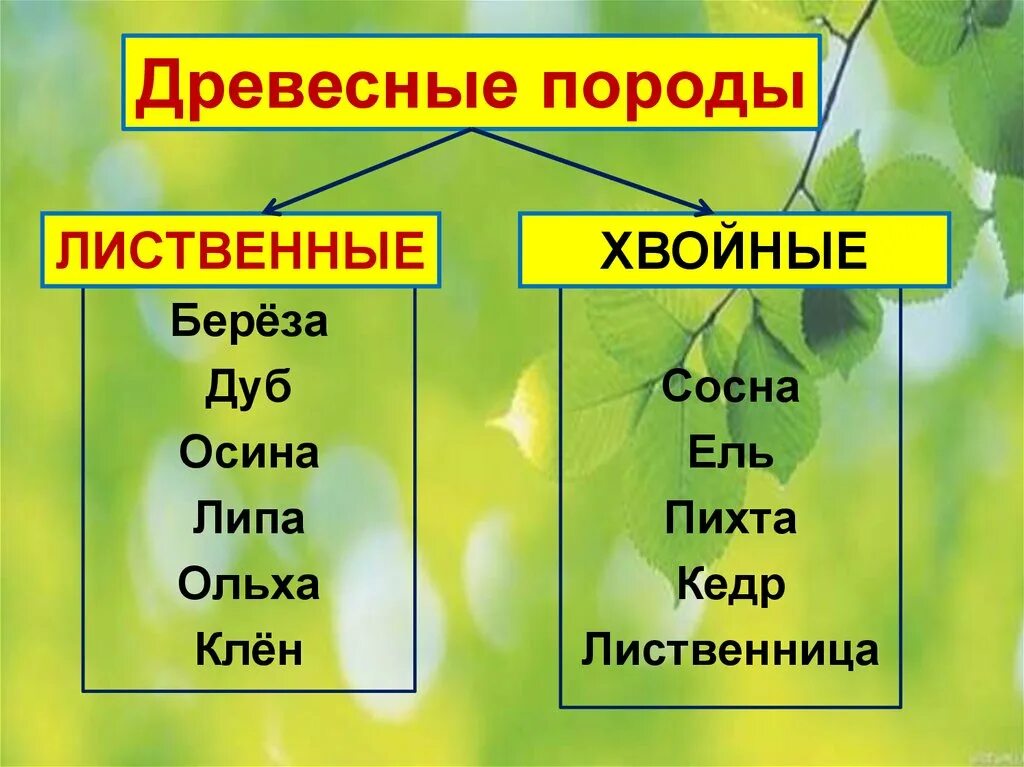 Хвойные и лиственные. Хвойные и лиственные породы деревьев. Таблица хвойные и лиственные деревья. Перечислить лиственные и хвойные породы деревьев. Лиственные древесные породы.