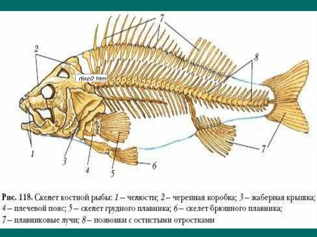 Скелет костной рыбы рис 113. Опорно двигательная система костных рыб. Строение опорно двигательной системы у рыб. Опорно двигательная система рыб схема.