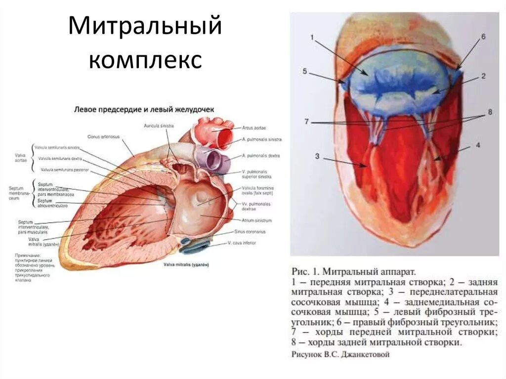 Наличие хорды у человека. Дополнительные трабекулы в левом желудочке. Дополнительные хорды и трабекулы в полости лж. Дополнительные трабекулы в левом желудочке сердца. Диагональная трабекула в полости левого желудочка.