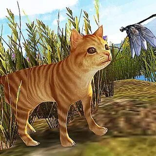 Игра дикие коты