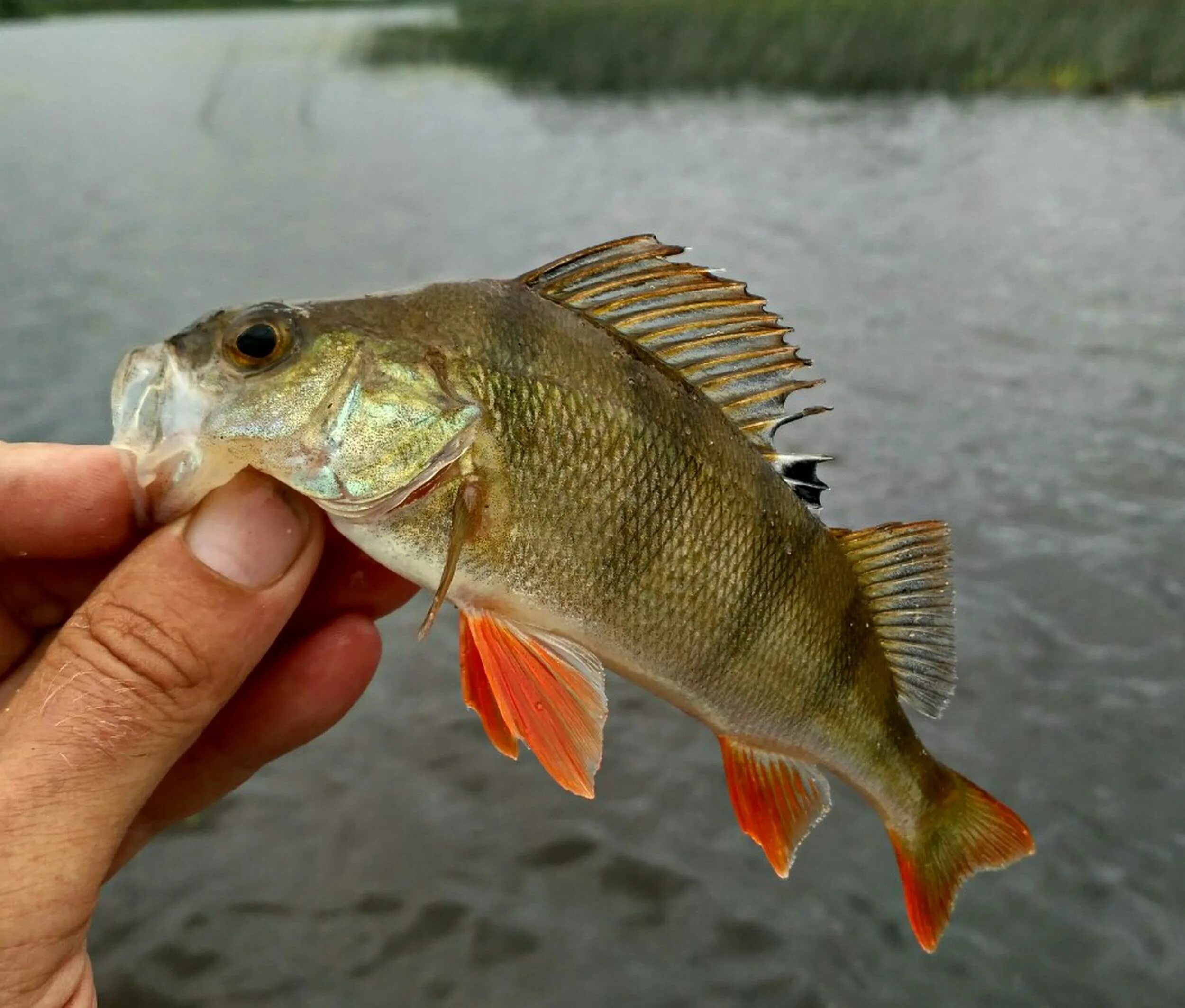 Окунь-ауха. Амурский окунь ауха. Окунь perca fluviatilis. Речной окунь perca fluviatilis. Рыбу можно любую