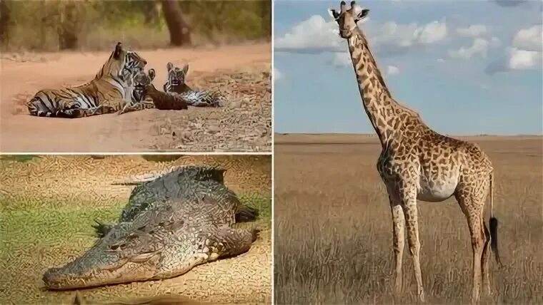 Крокодил жираф. Жираф и бегемот. Крокодил жираф. Крокодильчик жирафики. Крокодил жираф.