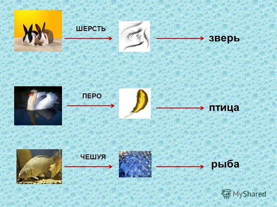 Птицы, рыбы и звери. Класс звери птицы рыбы. Перья чешуя шерсть. У рыбы чешуя а у птицы перья.