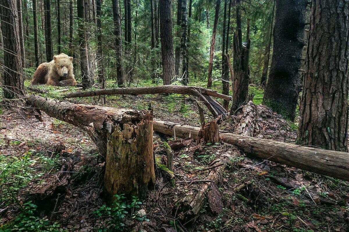 Шишкин лесная глушь описание картины. В настоящую лесную глушь забираются. Забираемся в глушь леса. Волк линяет да нрава не. Лес чаща дерево бурелом.
