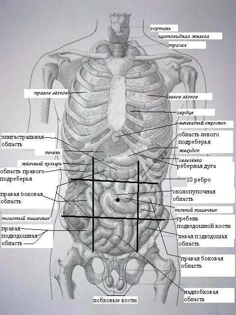 Какие органы у человека с левой. Анатомия человека правый бок спереди. Какой орган находится слева сбоку. Какой орган находится справа спереди. В левом боку под ребрами спереди.