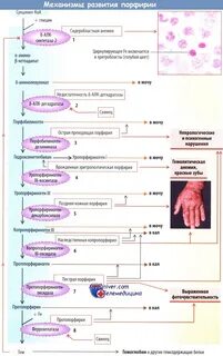 Порфирии анализы