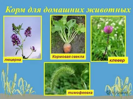 Люцерна лен кормовая свекла пшеница хлопчатник рожь