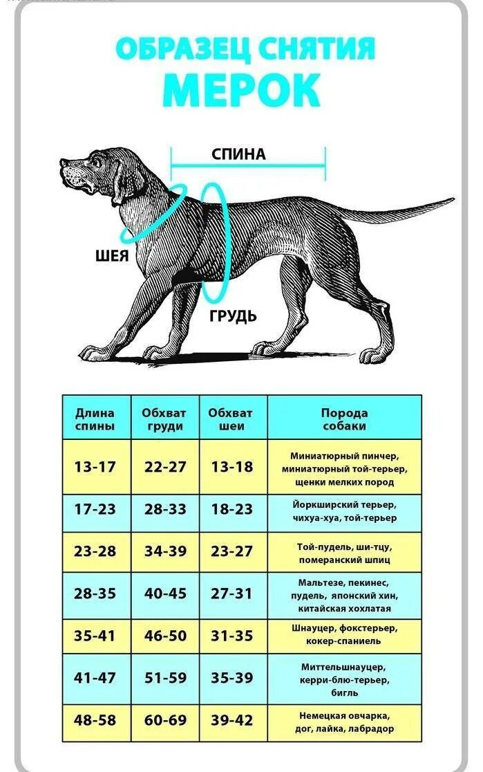 Вес щенка ротвейлера. Стандарт породы немецкая овчарка вес. Вес немецкой овчарки в 2.5 года кобель. Параметры взрослого лабрадора кобеля.