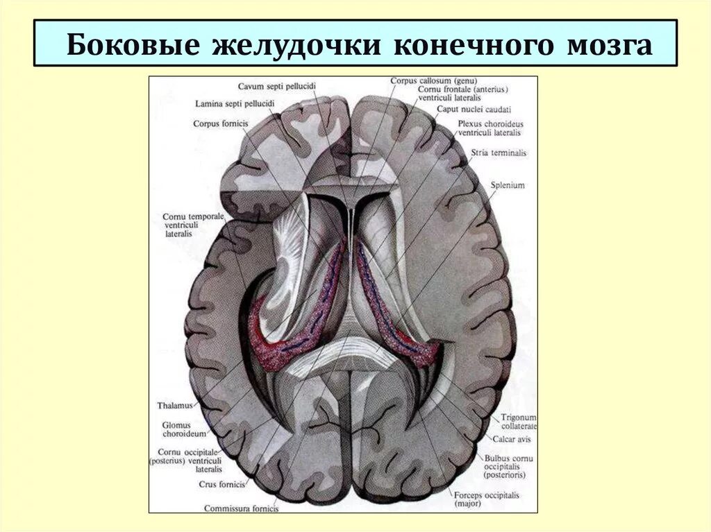 Строение боковых желудочков мозга. Строение боковых желудочков головного мозга анатомия. Конечный мозг желудочки строение. Третий желудочек головного мозга анатомия. Правый желудочек головного