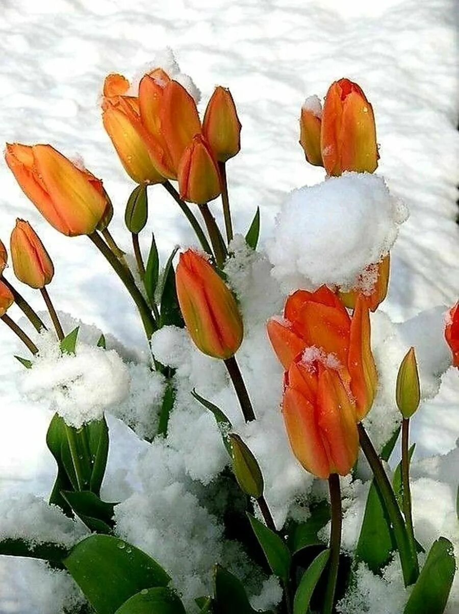 Конец февраля доброе утро картинки красивые. Февральские цветы. Зимние весенние тюльпаны. Доброго весеннего дня. Февральские тюльпаны.
