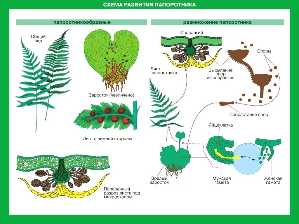 Биология схемы. Схемы и таблицы по биологии. Папоротник схема. Схемы по ботанике. Материал на урок биологии
