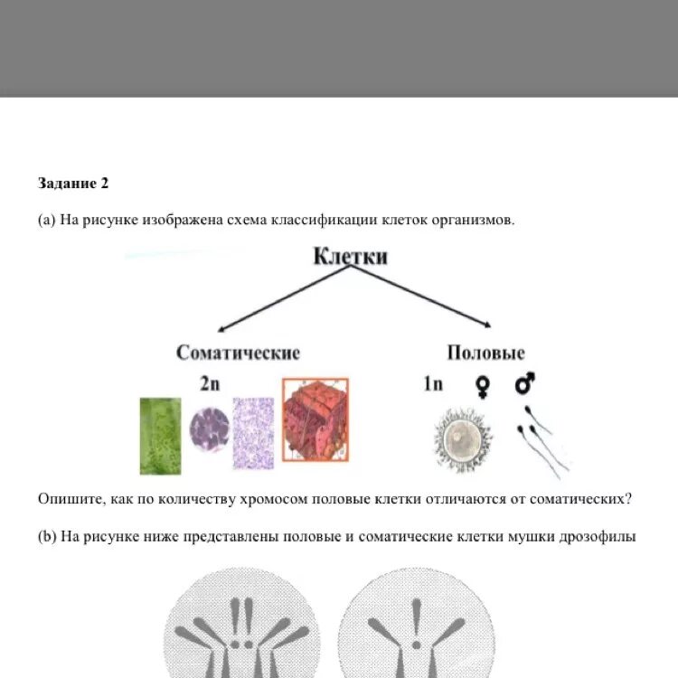 Чем отличаются половые клетки. Схема классификации клеток тела. Соматические и половые клетки. Соматические клетки и половые клетки. Соматические клетки у растений.