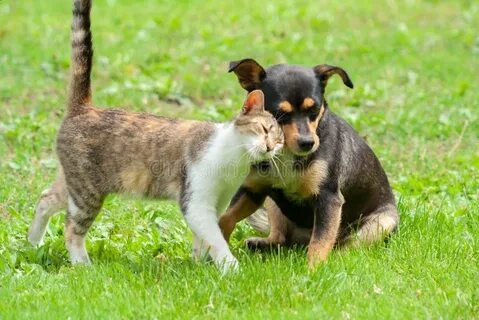 Dog and cat playing