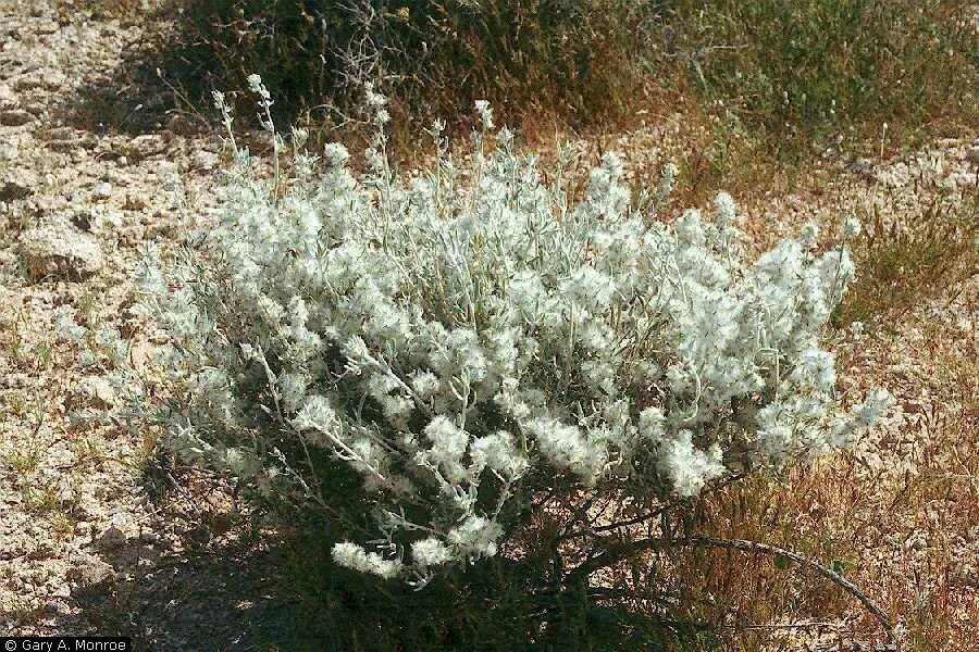 Бумер места съемок. Карта дебесского района. Карта дубенского района республики мордовия. Райцентр полыни. Райцентр полыни.