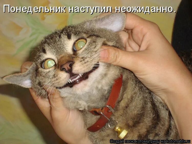 Началась неожиданно. Новая жизнь цитаты. Цитаты про понедельник. Понедельники наступают слишком часто и внезапно. Новая жизнь началась не с понедельника она просто началась.