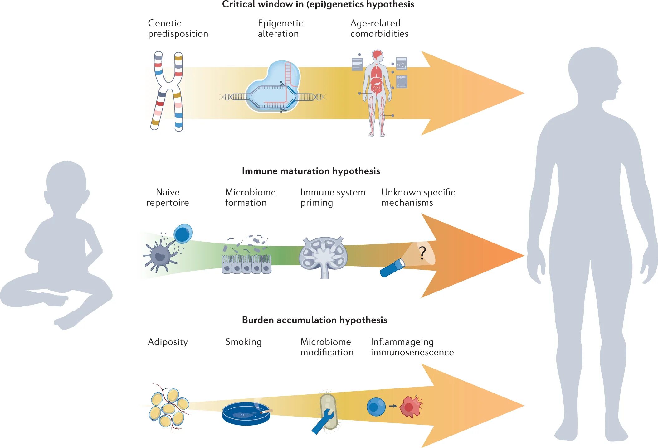 Immunosenescence.