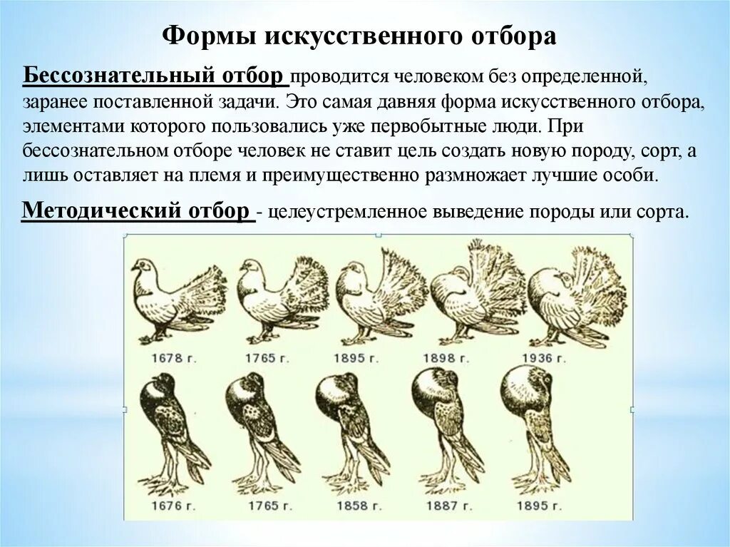 Формы искусственного отбора в биологии. Бессознательный отбор примеры. Формы искуственног оотбора. Бессознательный искусственный отбор.