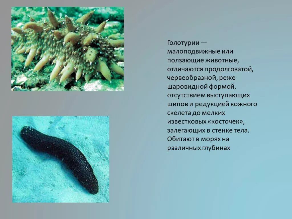 Морской огурец описание. Морские огурцы конспект. Голотурия описание. Морской огурец сообщение. Голотурия описание для детей.