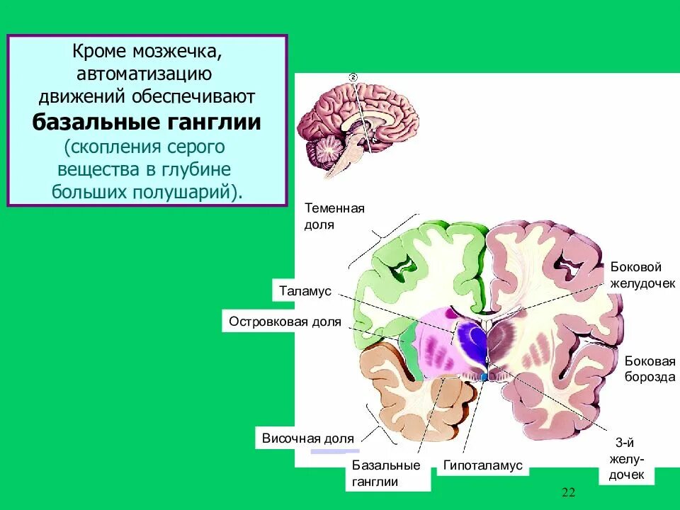 Тест мозжечок. Мозжечок и базальные ганглии.