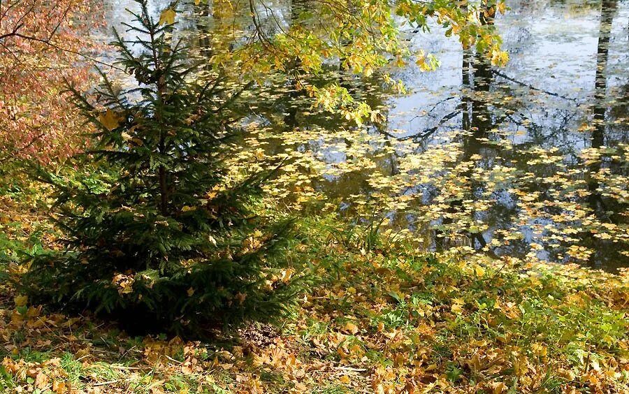 Ель в осеннем лесу. Осенняя елочка. Ель в осенних листьях. Елочка в лесу летом. Елки в лесу осенью.