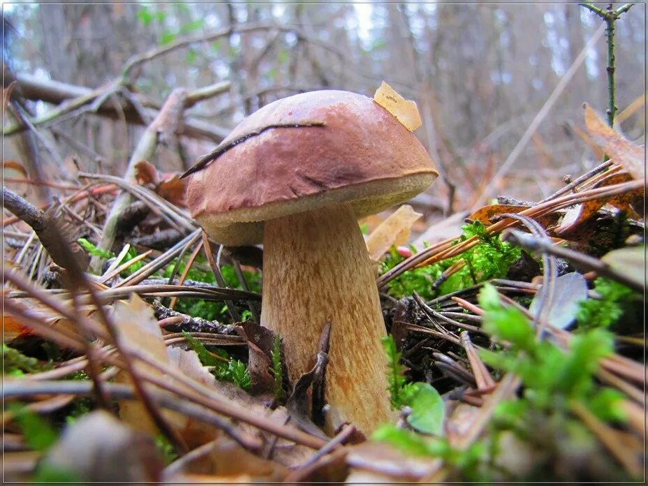 Белый гриб (боровик, беловик). Боровик луговой. Грибы подосиновик,подберезовик. Боровик - белый гриб боровик. Белый гриб какая группа.