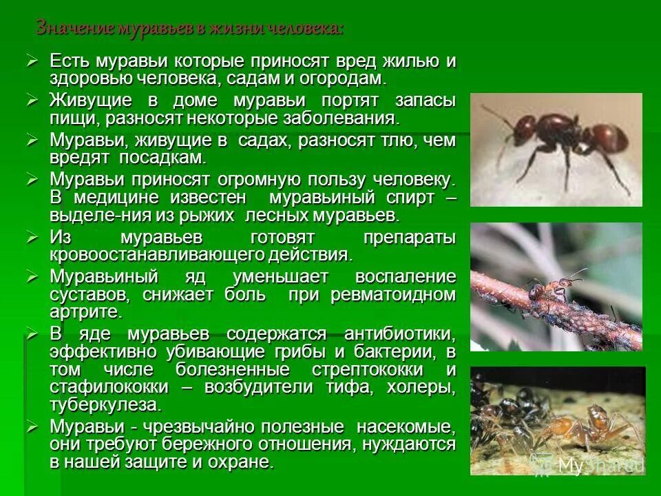 Полезные насекомые муравьи. Муравьи презентация. Презентация на тему муравьи. Доклад о муравьях. Муравьев заболела
