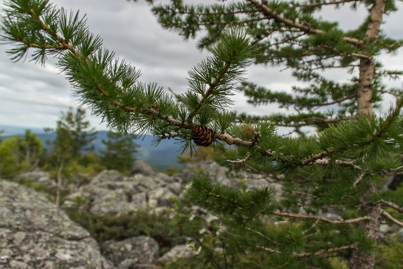 Русское хвойное. Лиственница Сукачева (Larix sukaczewii). Лиственница Сукачева шишки. Лиственница Сукачева хвоя. Лиственница Сибирская Larix sibirica.