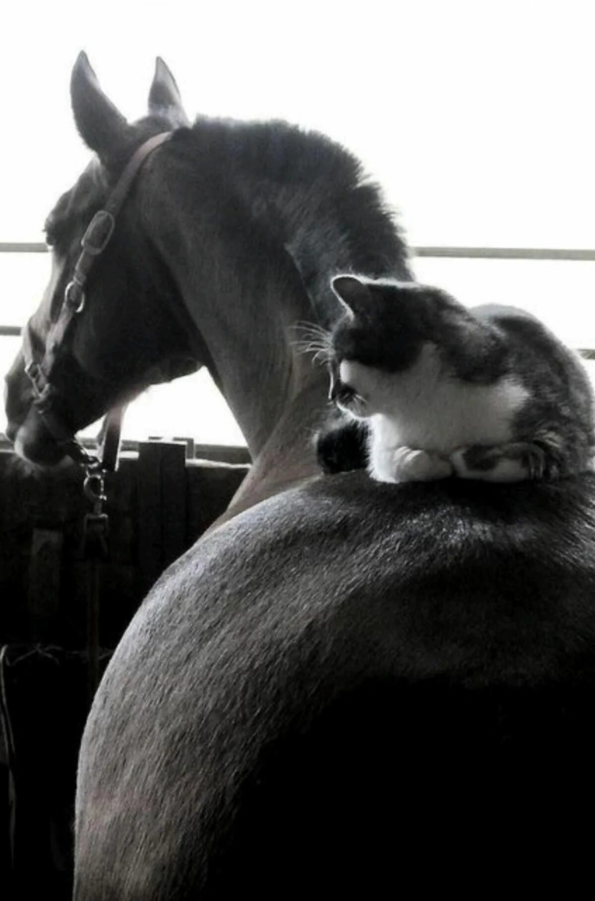 Кошка лошадка. Лошадь и кошка. Лошади обнимаются. Дружба кошки и лошади. Кот на лошади.