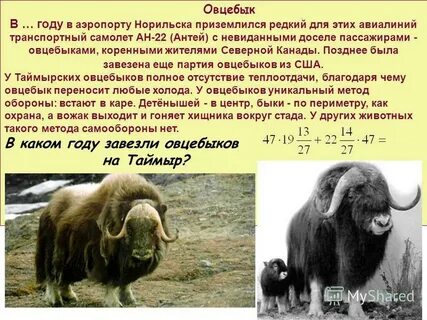 Сколько овцебыков