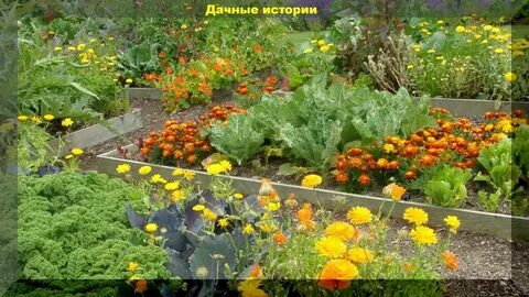 Огородный овощ 9 букв