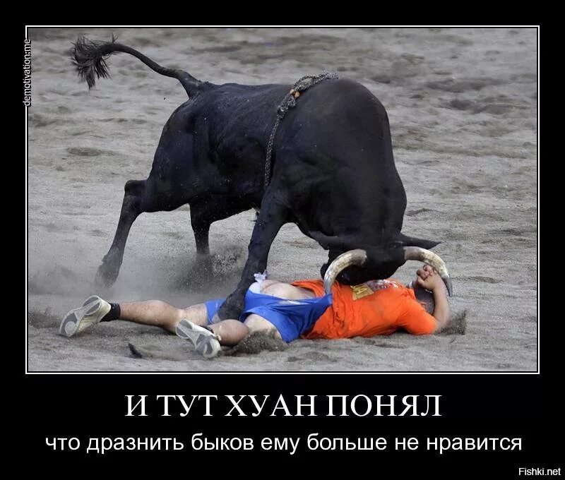 Понять быка. Шутки про быка и корриду. корова гонится за человекам.