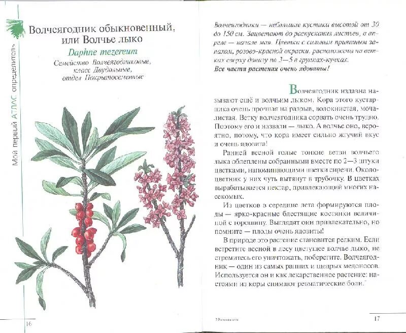 Читать книгу о растениях