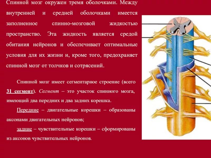 Какие нервы отходят от спинного мозга