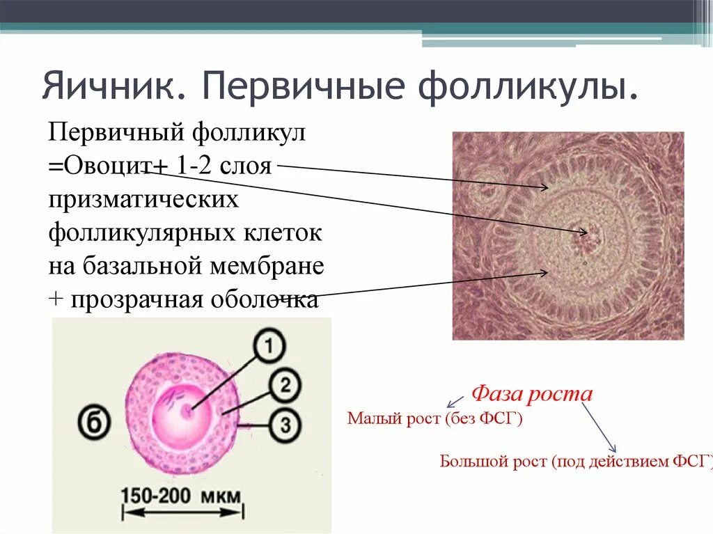 Строение фолликула гистология. Строение первичного фолликула яичника. Вторичный фолликул гистология. Первичный фолликул гистология строение.