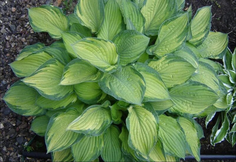 Идентификатор хоста. Хоста (hosta) sharmon. хоста шармон sharmon. хоста гибридная sharmon. хоста шармон hosta sharmon.