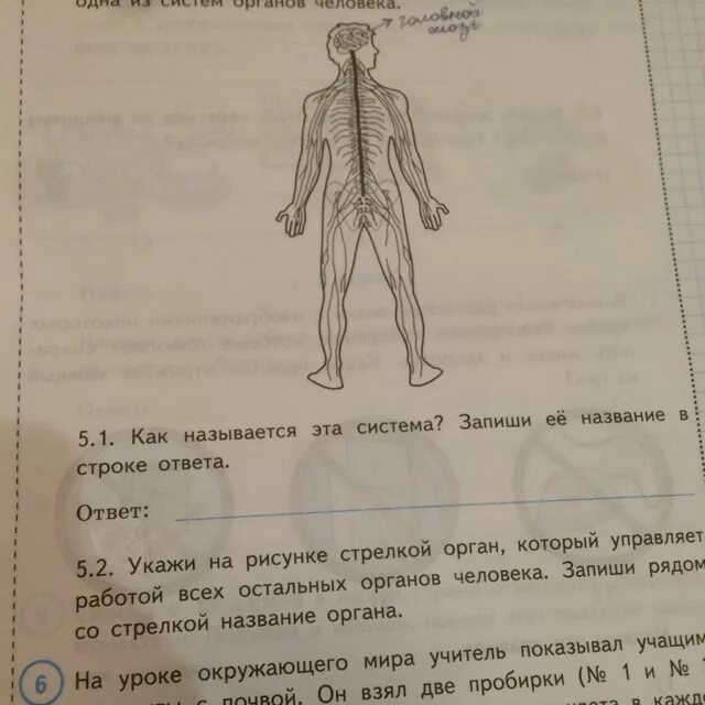 Изображена одна из систем органов человека. Одна из систем органов человека ВПР 4 класс. Одна из систем органов человека ВПР 4 класс ответы. Системы органов человека 4 класс ВПР.