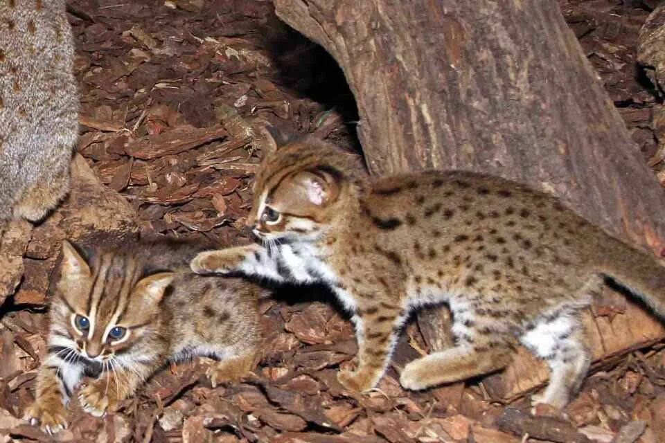 маленькая дикая кошка. рыжая пятнистая кошка prionailurus rubiginosus. черноногая бенгальская кошка. дикая африканская черноногая кошка. маленькая дикая кошка.