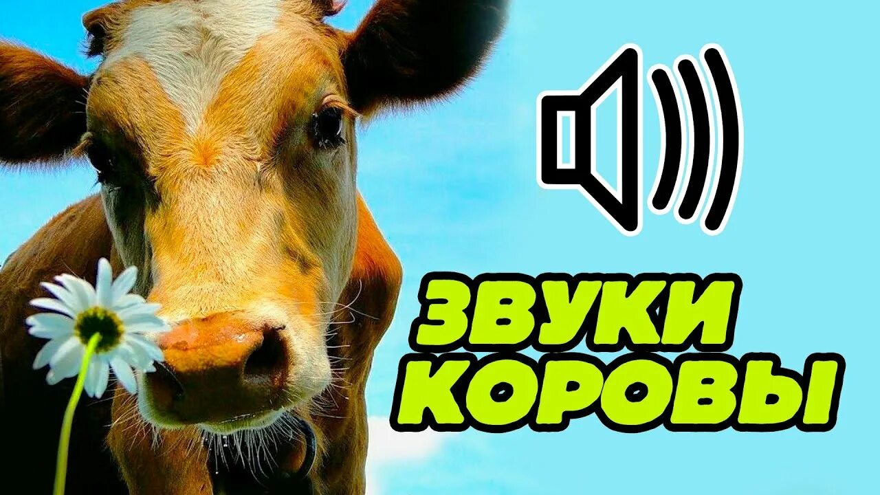 Звук коровы. Голос коровы. Мычание коровы звук. Корова мычит. Звук издает корова